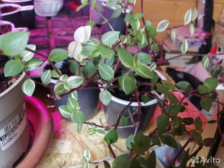 Традесканция зебрина