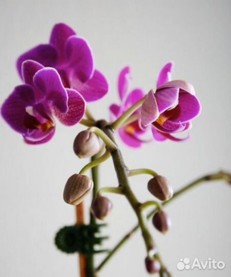 Сортовые орхидеи