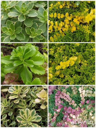 Почвопокровники разные