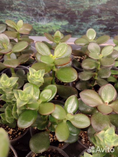 Аихризоны, котиледоны, крассулы