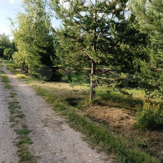 Участок 12 сот. (СНТ, ДНП)