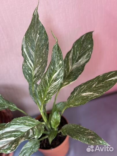 Спатифиллум даймонд D14