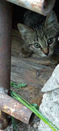 Котята ищут дом или передержку