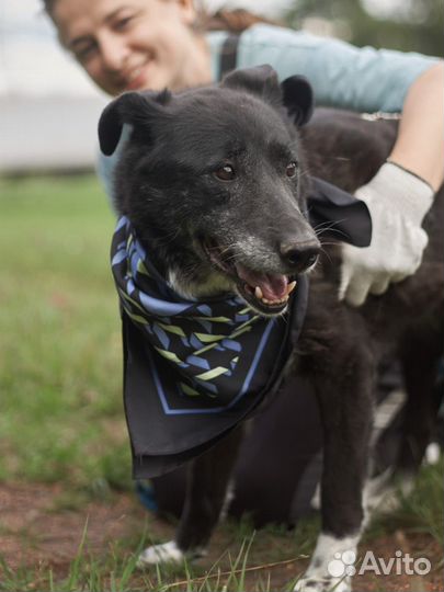 Собачка в приюте все еще надеется найти хозяев