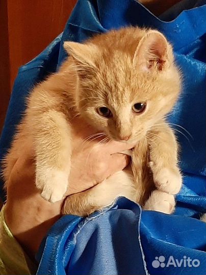 Рыжий малыш из развалин