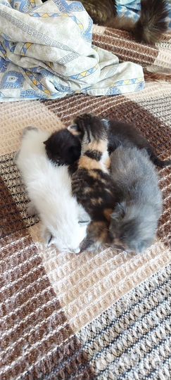Рыжие котики