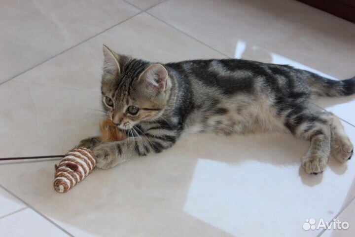 Помесь бенгала девочка