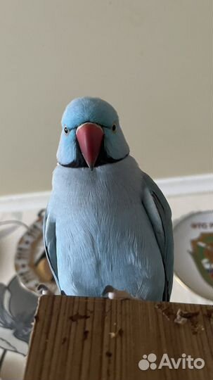 Случка попугаев