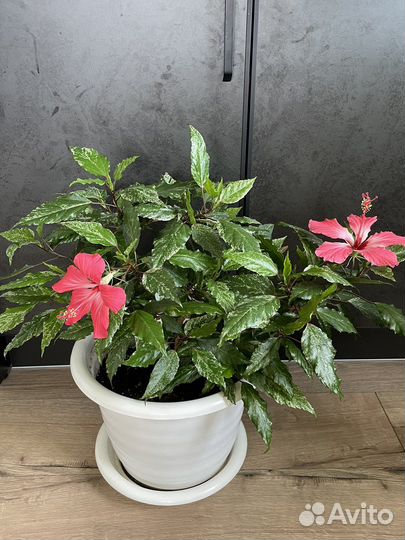 Комнатные растения