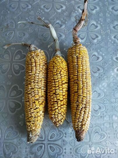 Кукуруза в початках животным.для охоты.на поделки