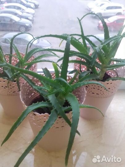 Алоэ лечебный