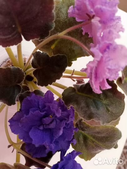 Сортовые фиалки