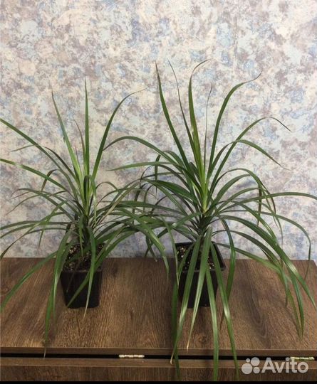 Драцена,Сциндапсус,Эпипремнум,Плющ