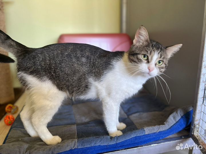 Кот Барсик 1 год