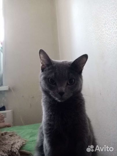 Кошка в дар бесплатно