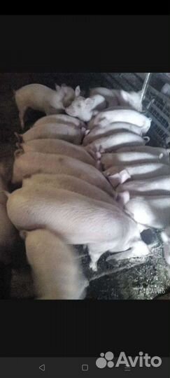 Поросята ландрас