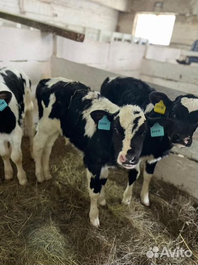 Бычки тёлочки телята