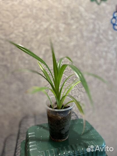 Комнатные цветы панданус