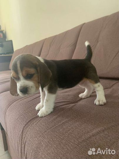 Собака. Бигль с документами РКФ