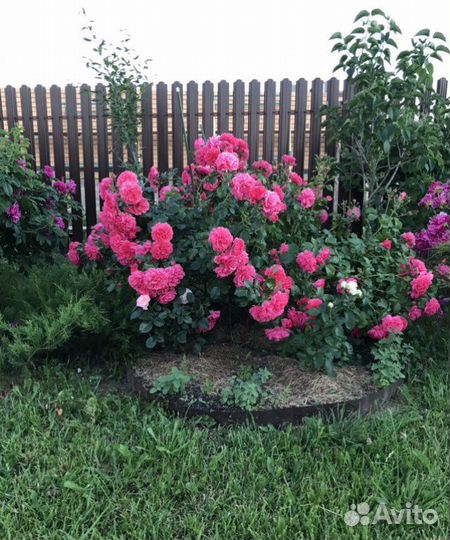 Роза плетистая Байкал, Rosarium ueterser, парковая