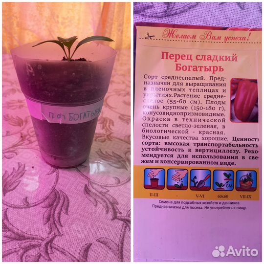 Рассада перца сладкого и острого