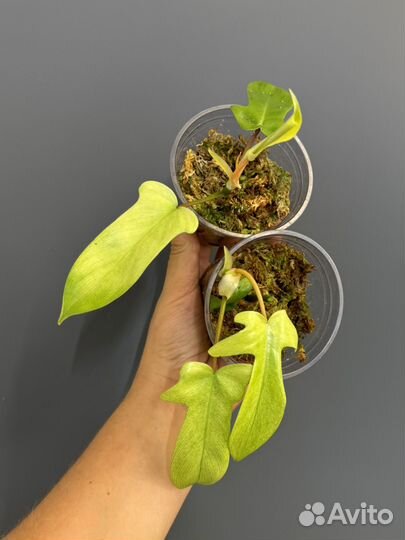 Филодендрон флорида ГОСТ минт