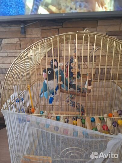 Попугай неразлучники с клеткой