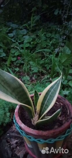 Сансевиерия