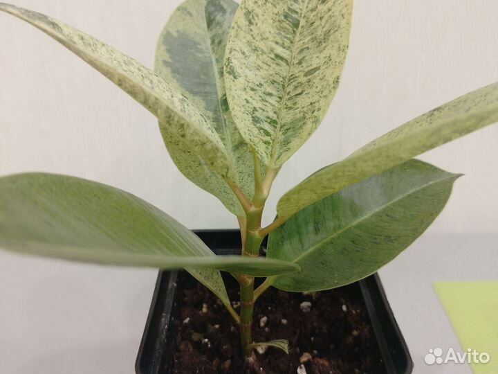 Фикус эластика шривериана