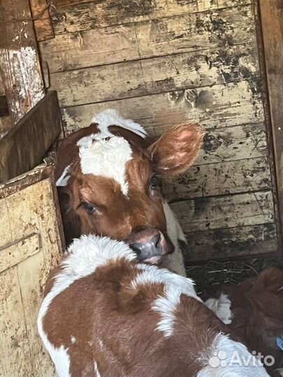 Телята бычки доставка