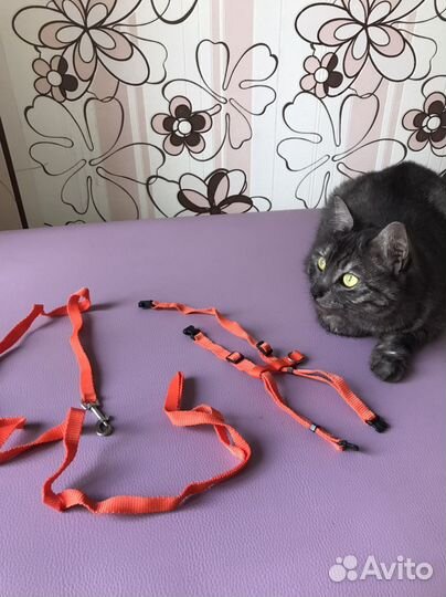 Шлейка для кошки