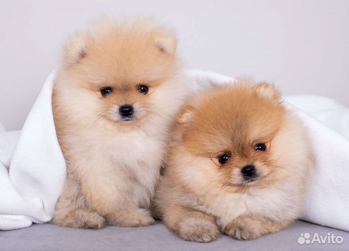 Щенки Померанский Шпиц Мини