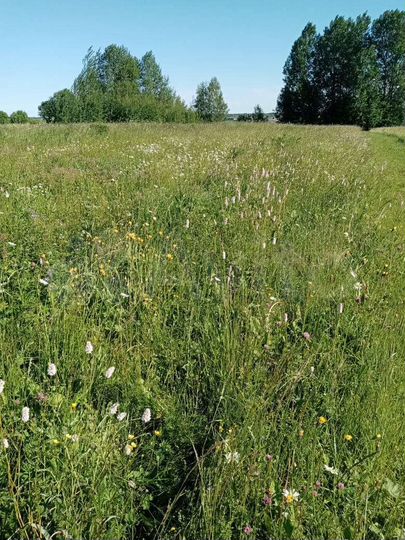 Участок 72 сот. (ИЖС)