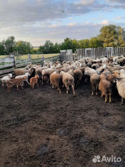 Овцы бараны ягнята оптом
