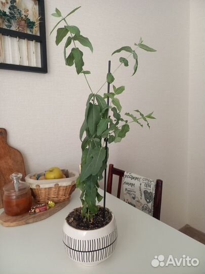 Эвкалипт комнатный шаровидный