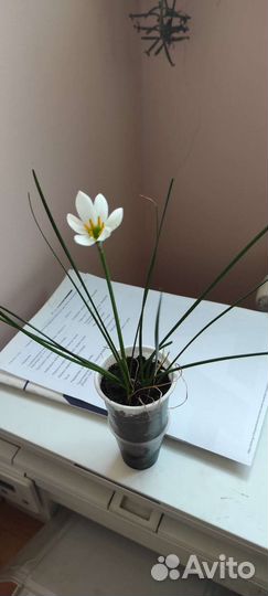 Зефирантес белый