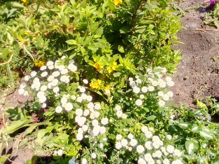 Кустики гипсофилы