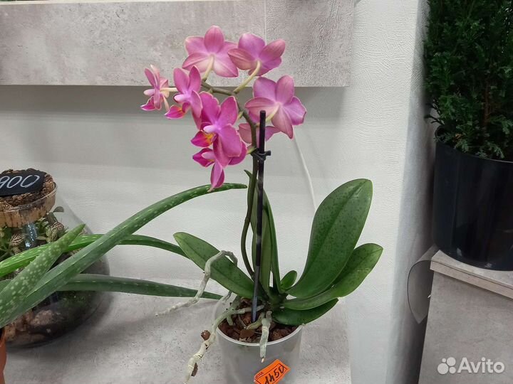 Орхидея фаленопсис мини