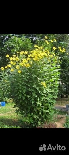 Топинамбур