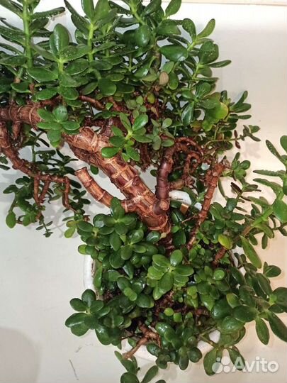 Толстянка, денежное дерево