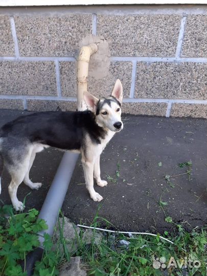 Щенок ищет дом