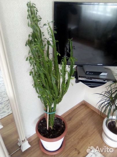 Комнатные цветы разные с горшком