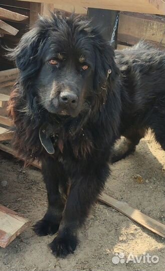 Крупные собаки приюта ждут своих хозяев