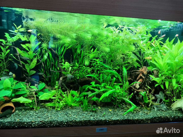 Аквариумные растения