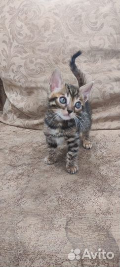 Котенок бенгальский