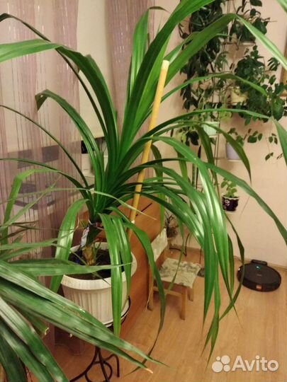 Пальма панданус