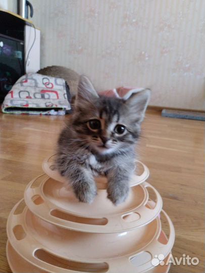 Котенок-мальчик в дар