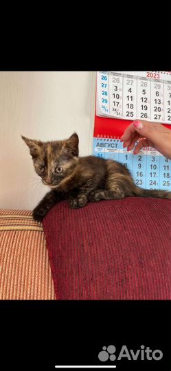 Кошки в добрые руки бесплатно