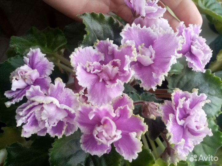 Фиалки детки и укорененные листы, стрептикарпус