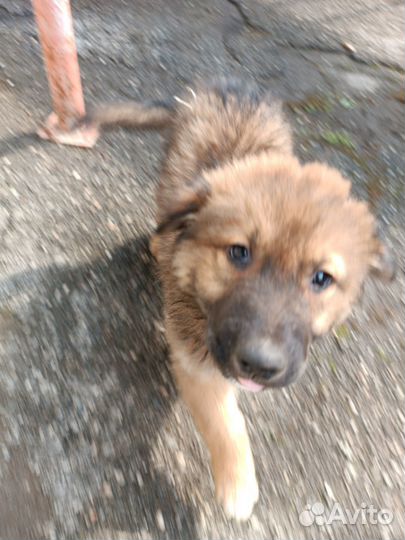 Щенки помесь